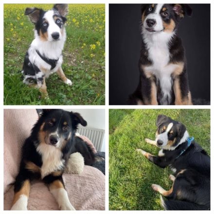 Australian Shepherd Deckrüde blue merle