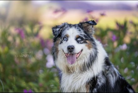 Australian Shepherd Deckrüde blue merle