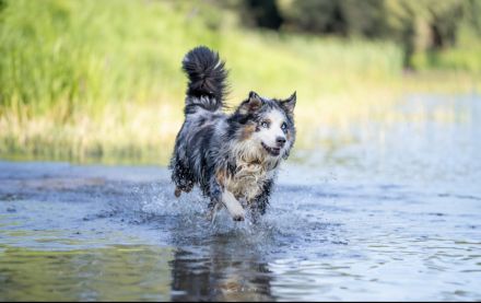 Australian Shepherd Deckrüde blue merle