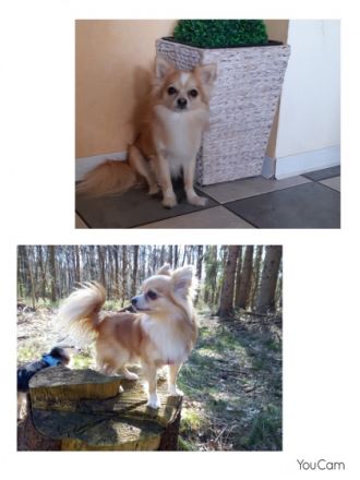 Amigo vom Fliederhof