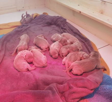 Mago-Rasko von Mindelschloss