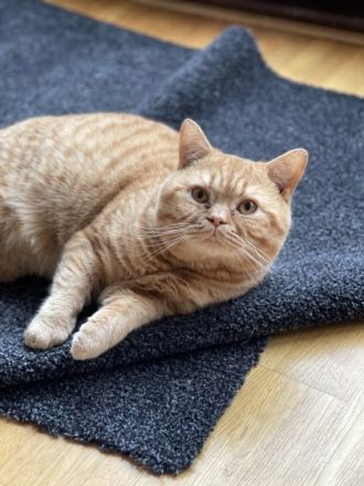 Theo von Traarer Berg