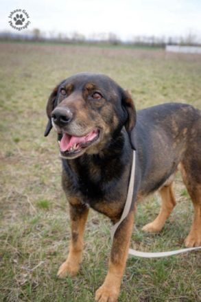 Battyo-liebenswerter älterer Herr, der die Gesellschaft liebt