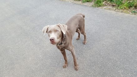 Dante vom Dom des Wiesbachtales