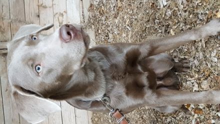 Dante vom Dom des Wiesbachtales