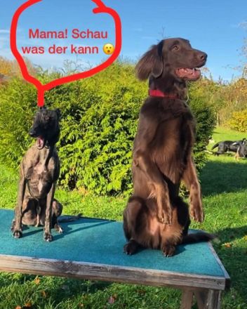 Hundeschule Melanie Eder "Hund artig"