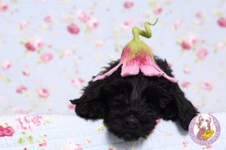 Black Nero von Adora