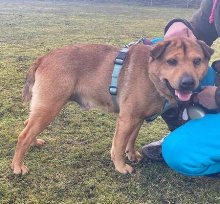 Macika - 45 cm - TRAUMHUND SUCHT ZUHAUSE! (aus dem