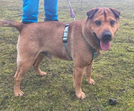 Macika - 45 cm - TRAUMHUND SUCHT ZUHAUSE! (aus dem