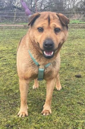 Macika - 45 cm - TRAUMHUND SUCHT ZUHAUSE! (aus dem