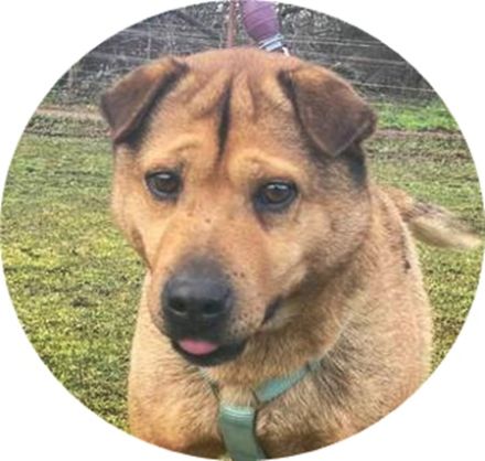 Macika - 45 cm - TRAUMHUND SUCHT ZUHAUSE! (aus dem