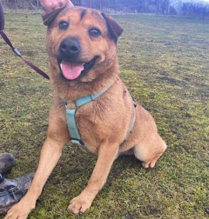 Macika - 45 cm - TRAUMHUND SUCHT ZUHAUSE! (aus dem