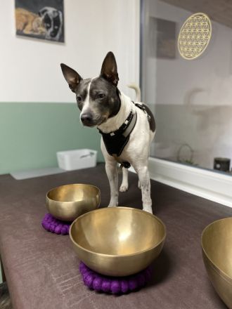 Tierheilpraxis Annika Elsner