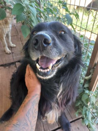 Rontu -kluger Musterschüler