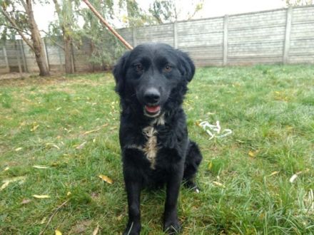 Rontu -kluger Musterschüler