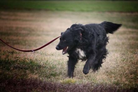 Rontu -kluger Musterschüler