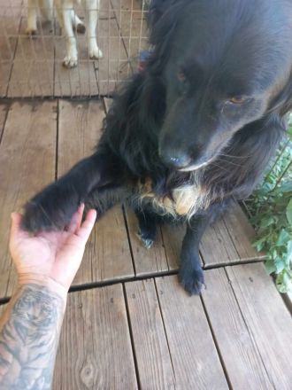 Rontu -kluger Musterschüler