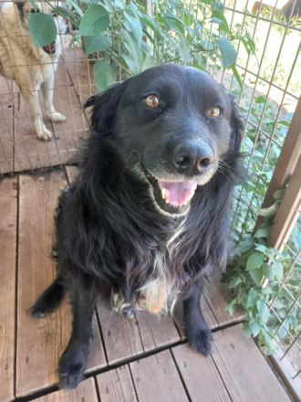 Rontu -kluger Musterschüler