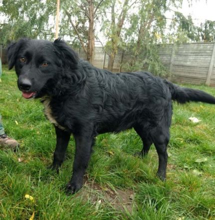 Rontu -kluger Musterschüler