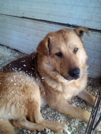 Martin - männlich Rasse: Schäfer-Mischling Geburtsdatum