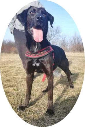 BUKSI 3 - 56 cm - LABRADOR MISCHLINGSHÜNDIN! (aus dem