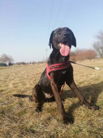 BUKSI 3 - 56 cm - LABRADOR MISCHLINGSHÜNDIN! (aus dem