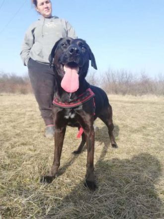 BUKSI 3 - 56 cm - LABRADOR MISCHLINGSHÜNDIN! (aus dem