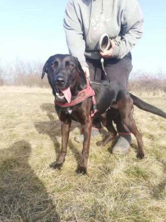 BUKSI 3 - 56 cm - LABRADOR MISCHLINGSHÜNDIN! (aus dem