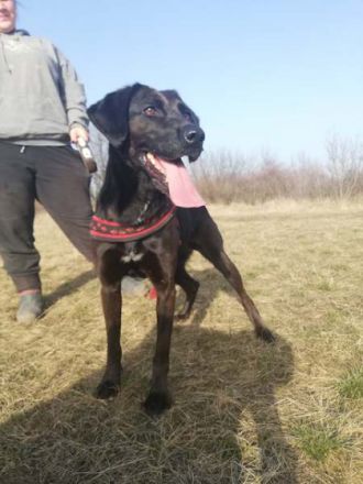 BUKSI 3 - 56 cm - LABRADOR MISCHLINGSHÜNDIN! (aus dem