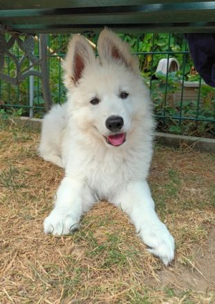 Vom Rammenauer Schloßblick