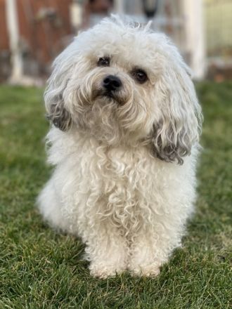 Grisu-Fynn von den Freistetter Wölfchen