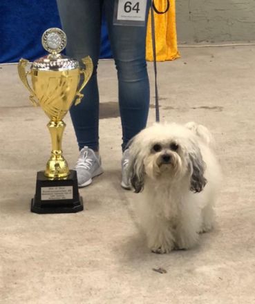 Grisu-Fynn von den Freistetter Wölfchen