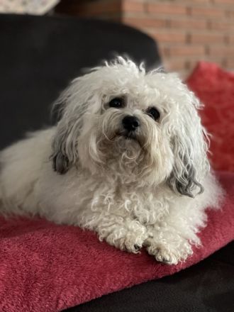 Grisu-Fynn von den Freistetter Wölfchen