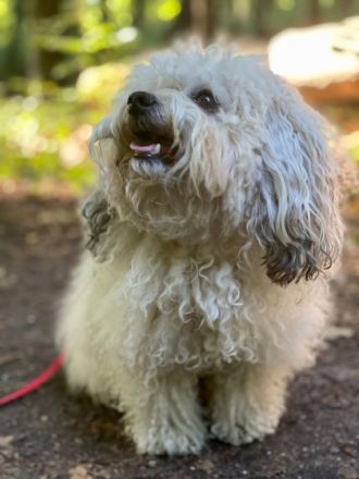 Grisu-Fynn von den Freistetter Wölfchen