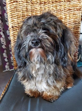 Caeser vom Odiliengarten