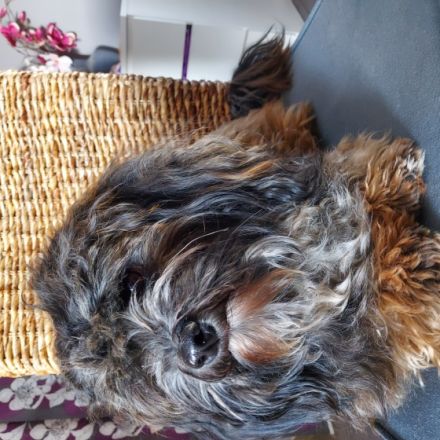 Caeser vom Odiliengarten