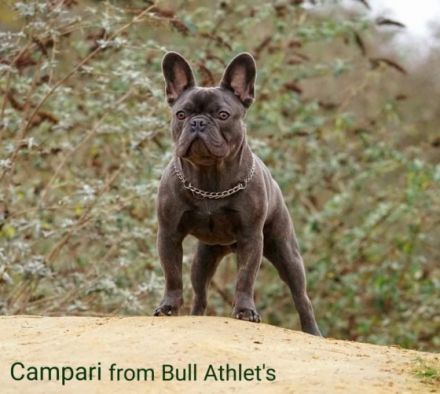 Campari from Bull Athlet's