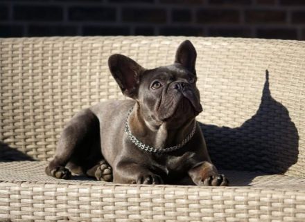 Campari from Bull Athlet's