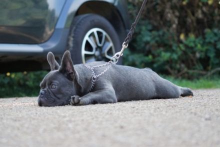 Campari from Bull Athlet's