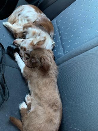 Anton von den Eifelpfötchen