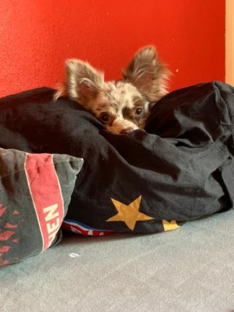 Anton von den Eifelpfötchen