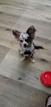 Anton von den Eifelpfötchen