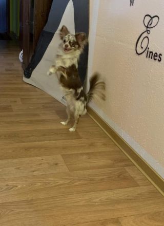 Anton von den Eifelpfötchen