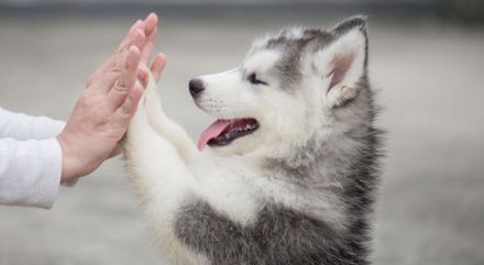Ernährungsberater*in Hund