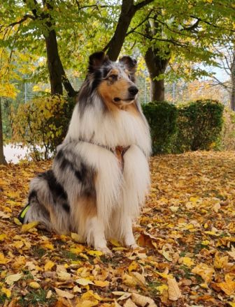 Kahoni Kiss in blue of Golden Gate