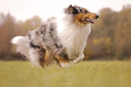 Kahoni Kiss in blue of Golden Gate