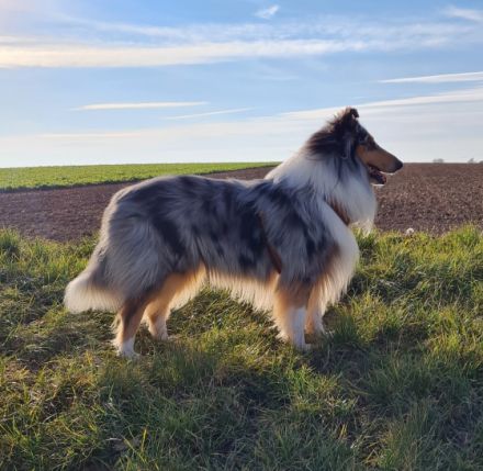 Kahoni Kiss in blue of Golden Gate