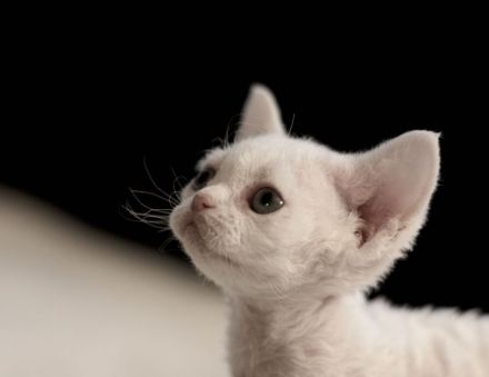 Cattery of Soft Companions