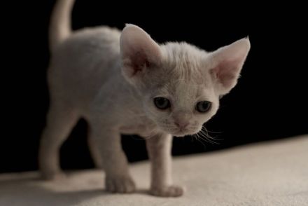 Cattery of Soft Companions