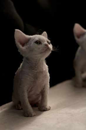 Cattery of Soft Companions